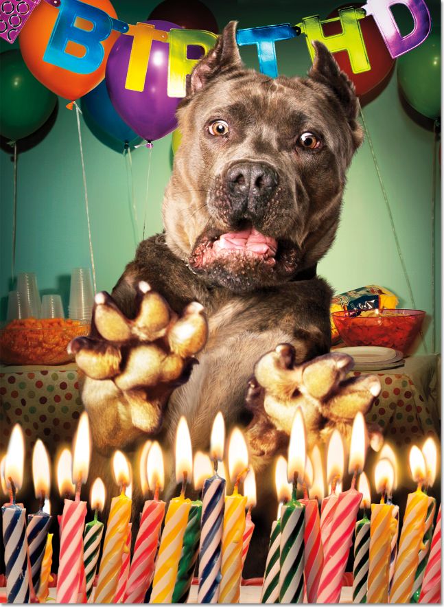 Motion Suprise Dog Birthday Card