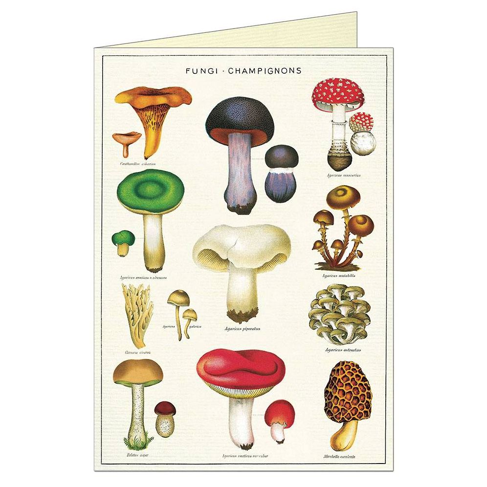 Mushrooms Greeting Card