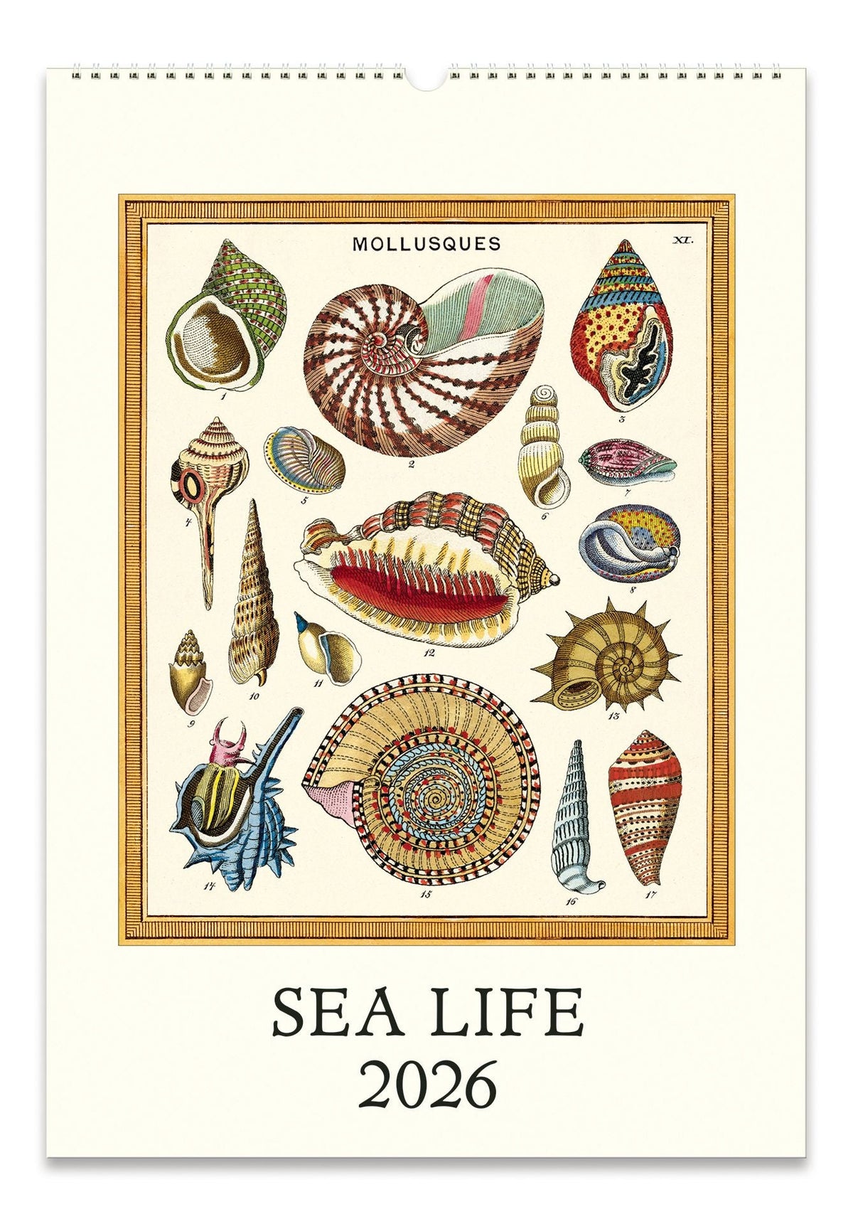 2026 Cavallini Sea Life Wall Calendar